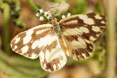 Eutelia pulcherrima - Zebraweissling